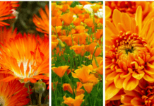 42 Vibrant Orange Flowers That Will Make Your Garden Pop! orange flowers