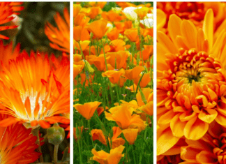 42 Vibrant Orange Flowers That Will Make Your Garden Pop! orange flowers