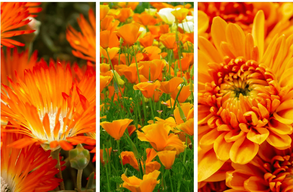 orange flowers