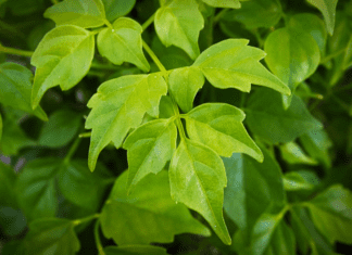 Caring for Your China Doll Plant: A Detailed Guide China Doll Plant