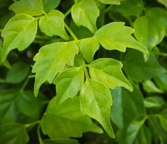 Caring for Your China Doll Plant: A Detailed Guide China Doll Plant