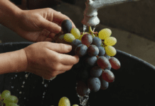 How to Wash Grapes: A Step-by-Step Guide to Enjoy Fresh and Clean Grapes How to Wash Grapes