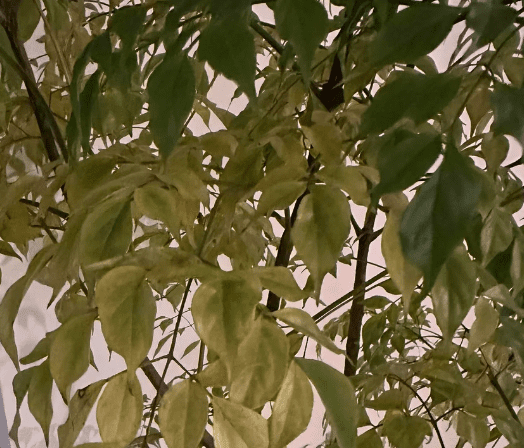 Yellowing leaves on a China doll plant