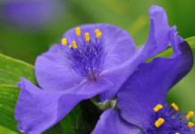 The Last Guide to Growing Spiderwort spiderwort