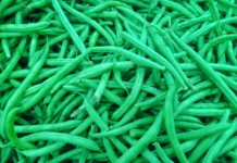 Blue Lake Bush Beans: Care, Planting, and Harvesting Blue Lake Bush Beans