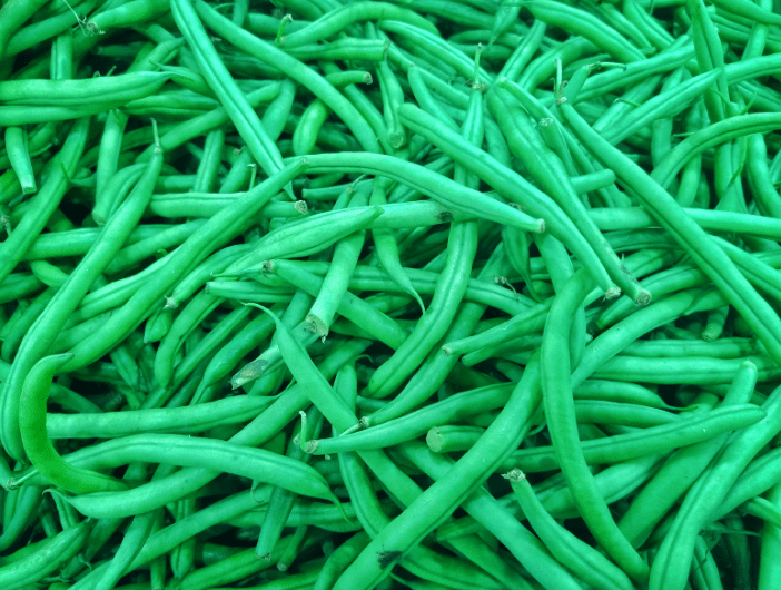 Blue Lake Bush Beans