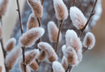 Japanese Pussy Willow: A Stunning Addition to Your Garden Japanese Pussy Salix chaenomeloides