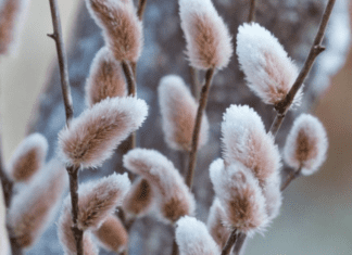 Japanese Pussy Willow: A Stunning Addition to Your Garden Japanese Pussy Salix chaenomeloides