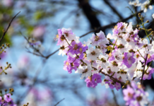 Ornamental Peach Trees: A Beautiful Addition to Your Garden Ornamental Peach Trees