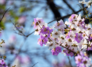 Ornamental Peach Trees: A Beautiful Addition to Your Garden Ornamental Peach Trees
