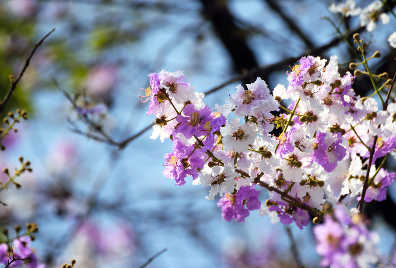 Ornamental Peach Trees