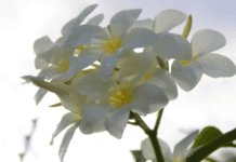 Plumeria pudica: A Tropical Gem Plumeria pudica