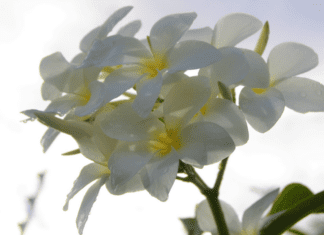 Plumeria pudica: A Tropical Gem Plumeria pudica