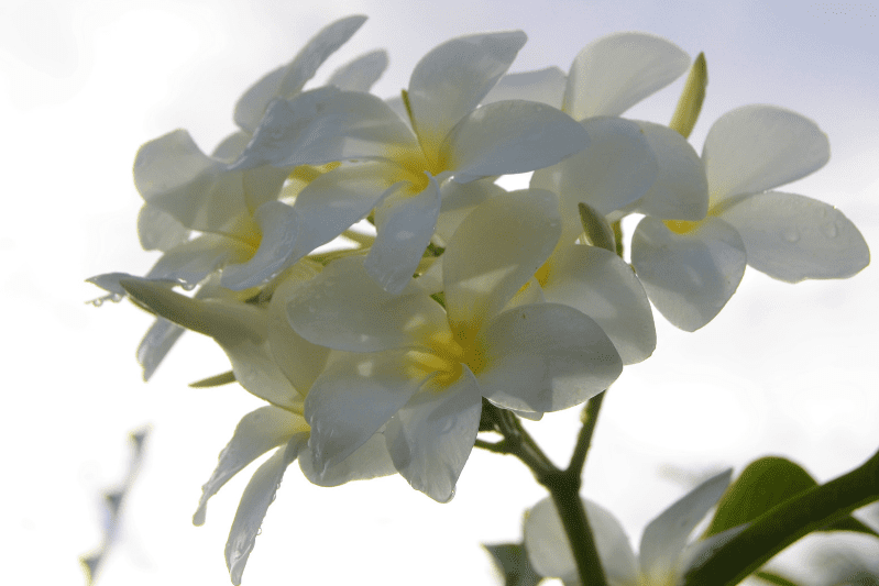 Plumeria pudica