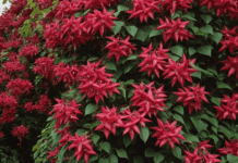 Rangoon Creeper Vine (Quisqualis indica): A Comprehensive Care Guide Rangoon Creeper Vine in full bloom