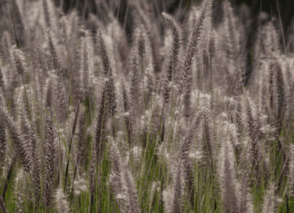 Sandbur Weed: Identification and Control Methods Sandbur Weed