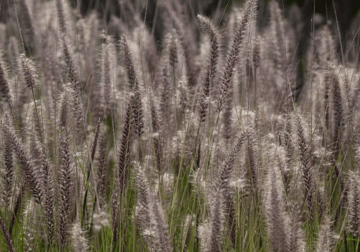 Sandbur Weed