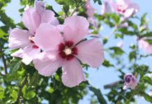 The Beauty of Rose of Sharon: Growing and Caring for Hibiscus syriacus Rose of Sharon (Hibiscus syriacus)