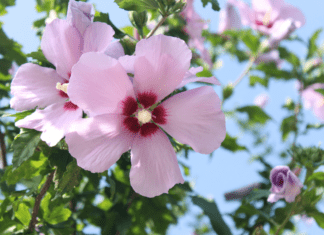 The Beauty of Rose of Sharon: Growing and Caring for Hibiscus syriacus Rose of Sharon (Hibiscus syriacus)