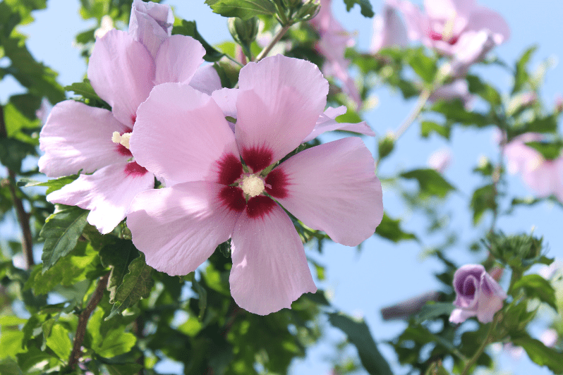 Rose of Sharon Hibiscus syriacus