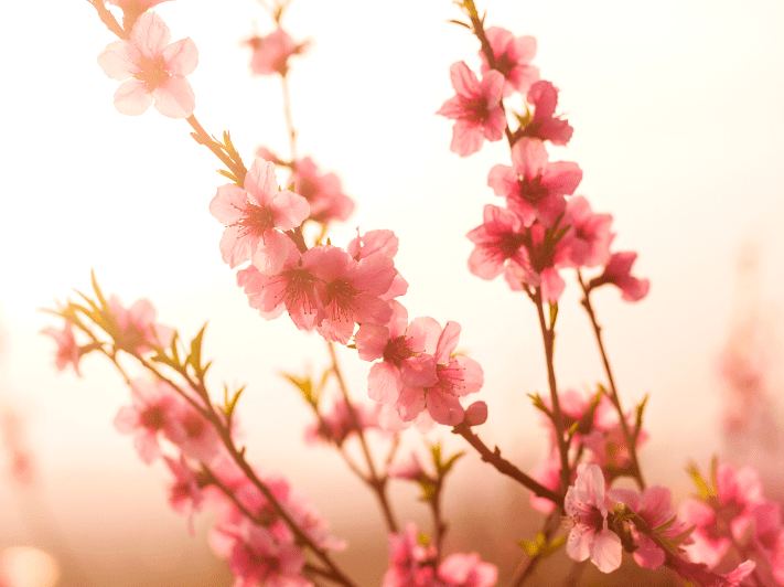 flowering peach tequila sunrise tree