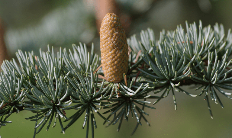 Blue Atlas Cedar Cedrus atlantica