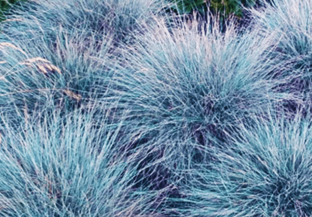 Blue Fescue Festuca glauca