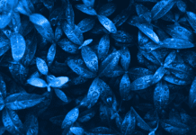 The Enigmatic Beauty of Blue Leaves Plants Blue Leaves Plants