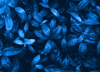 The Enigmatic Beauty of Blue Leaves Plants Blue Leaves Plants