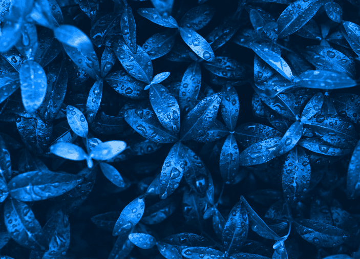 Blue Leaves Plants