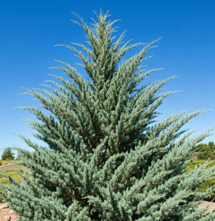 Blue Star Juniper