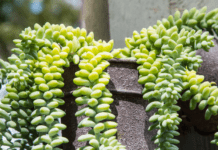Burro’s Tail Succulent: The Complete Guide to Care and Propagation Burro’s Tail