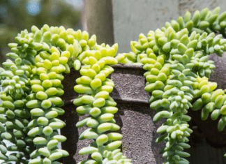 Burro’s Tail Succulent: The Complete Guide to Care and Propagation Burro’s Tail