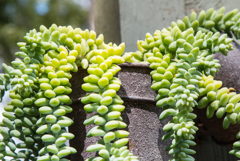 Burros Tail