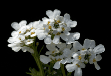 Candytuft Companion Plants: Expert Growing Advice Candytuft Companion Plants
