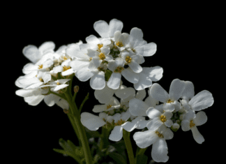 Candytuft Companion Plants: Expert Growing Advice Candytuft Companion Plants