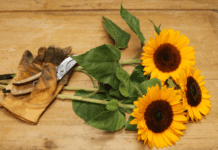 Expert Tips to Care for Cut Sunflowers: A Guide to Long-Lasting Sunshine Care for Cut Sunflowers