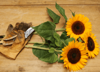 Expert Tips to Care for Cut Sunflowers: A Guide to Long-Lasting Sunshine Care for Cut Sunflowers