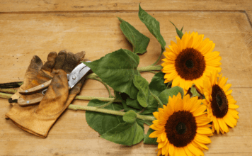 Expert Tips to Care for Cut Sunflowers: A Guide to Long-Lasting Sunshine Care for Cut Sunflowers