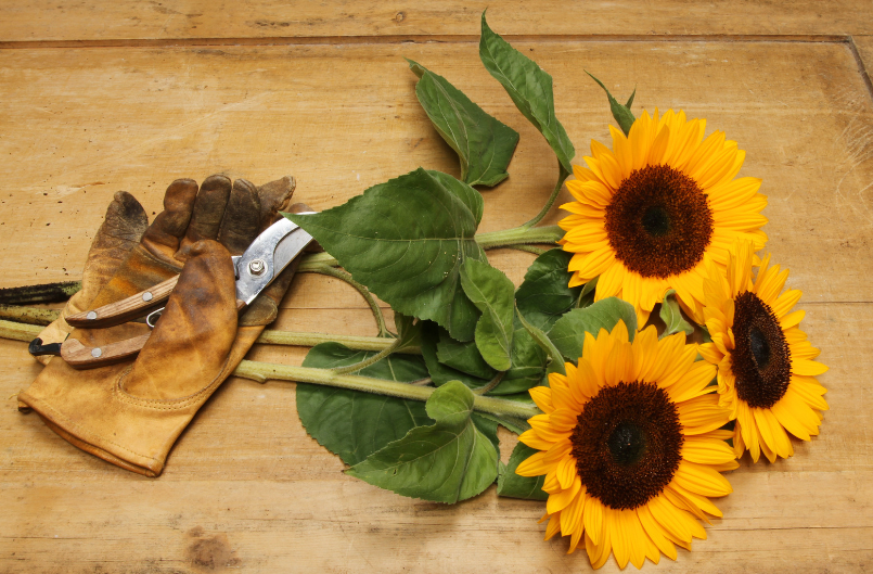 Care for Cut Sunflowers