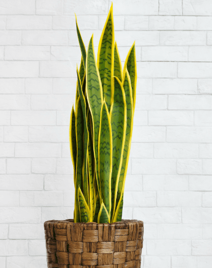 Caring for Your Snake Plant at Home