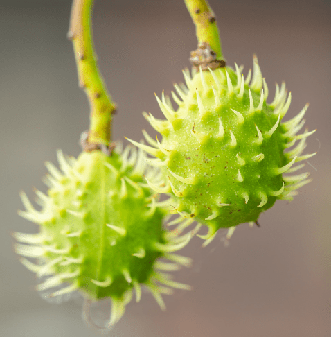 Chestnut Castanea