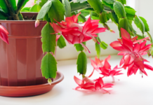 When Do Christmas Cactus Bloom? Detailed Guide to Blooming Seasons and Care Christmas Cactus