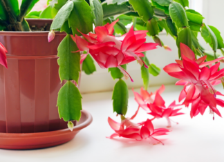 When Do Christmas Cactus Bloom? Detailed Guide to Blooming Seasons and Care Christmas Cactus