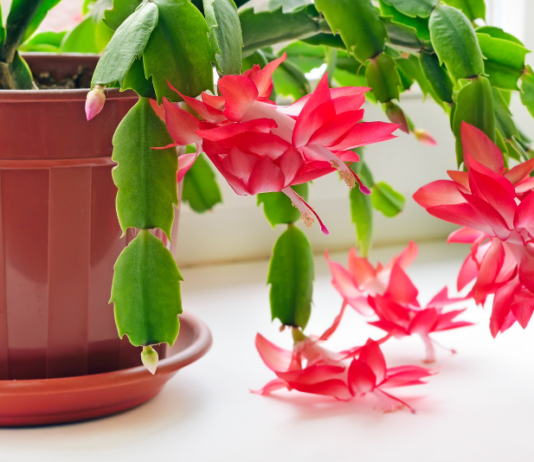 How to Care for a Christmas Cactus: Forcing Blooms & Identification (2026) Christmas Cactus