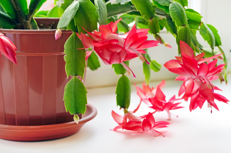 Christmas Cactus