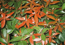Coastal Leucothoe Plant Care: Detailed Tips Coastal Leucothoe