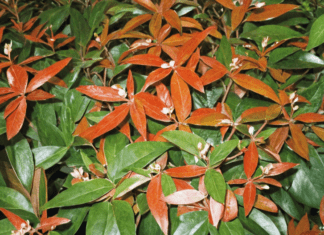 Coastal Leucothoe Plant Care: Detailed Tips Coastal Leucothoe