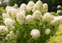 Top 8 Drought Tolerant Hydrangeas for Your Garden Drought Tolerant Hydrangeas