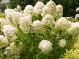Top 8 Drought Tolerant Hydrangeas for Your Garden Drought Tolerant Hydrangeas